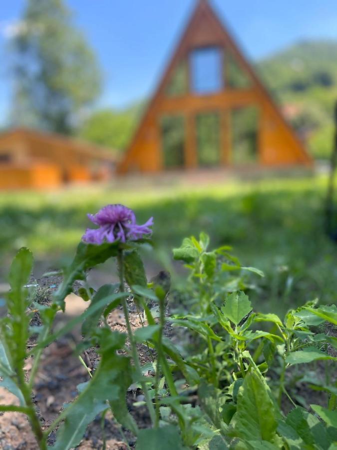Holiday home Finasii Albac